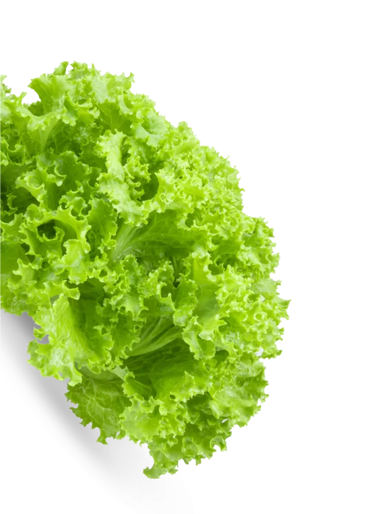 lettuce