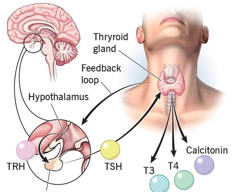 22391-thyroid-hormone
