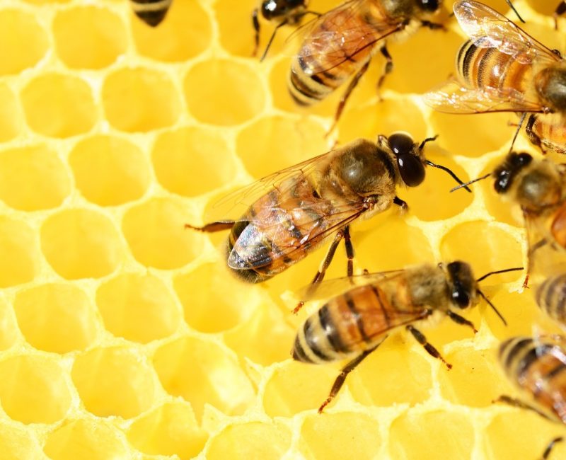 Bee Propolis - Your Immune Protector